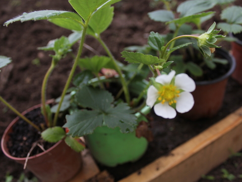 44.	Flor do Morangueiro (Fragaria)
Data da fotografia: 11/06/2018
Utilidade/ função na horta: Flor da planta que dá morangos. Amplamente utilizado na culinária apresenta também propriedades medicinais.